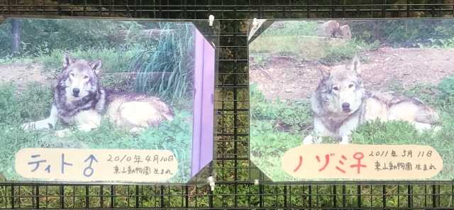 ティトとノゾミ シンリンオオカミ 今日は誰と会えるかな だいたい東山動植物園 楽天ブログ