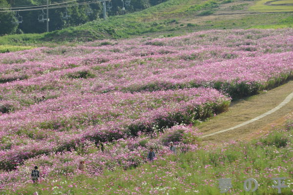 夢の平　秋桜