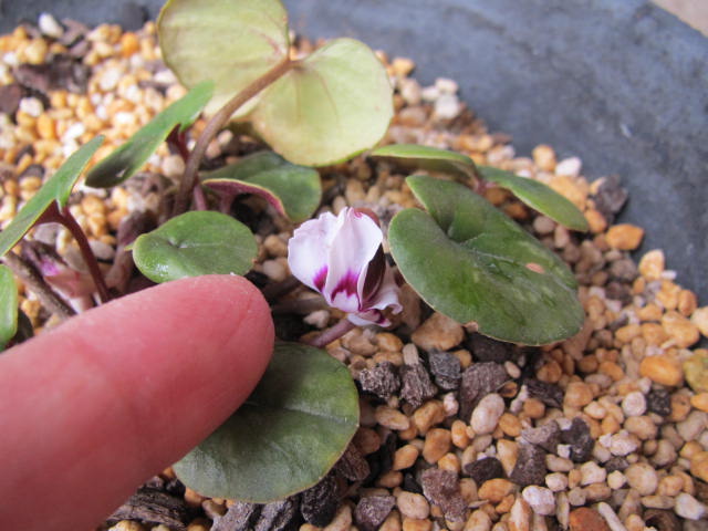 原種シクラメンの花
