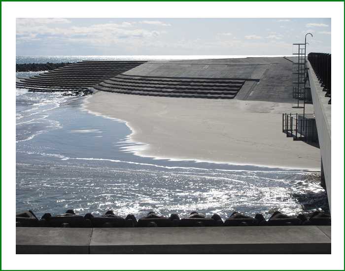 氷上の白鳥(村上海岸近くの場所で) 五十女の独り言 楽天ブログ