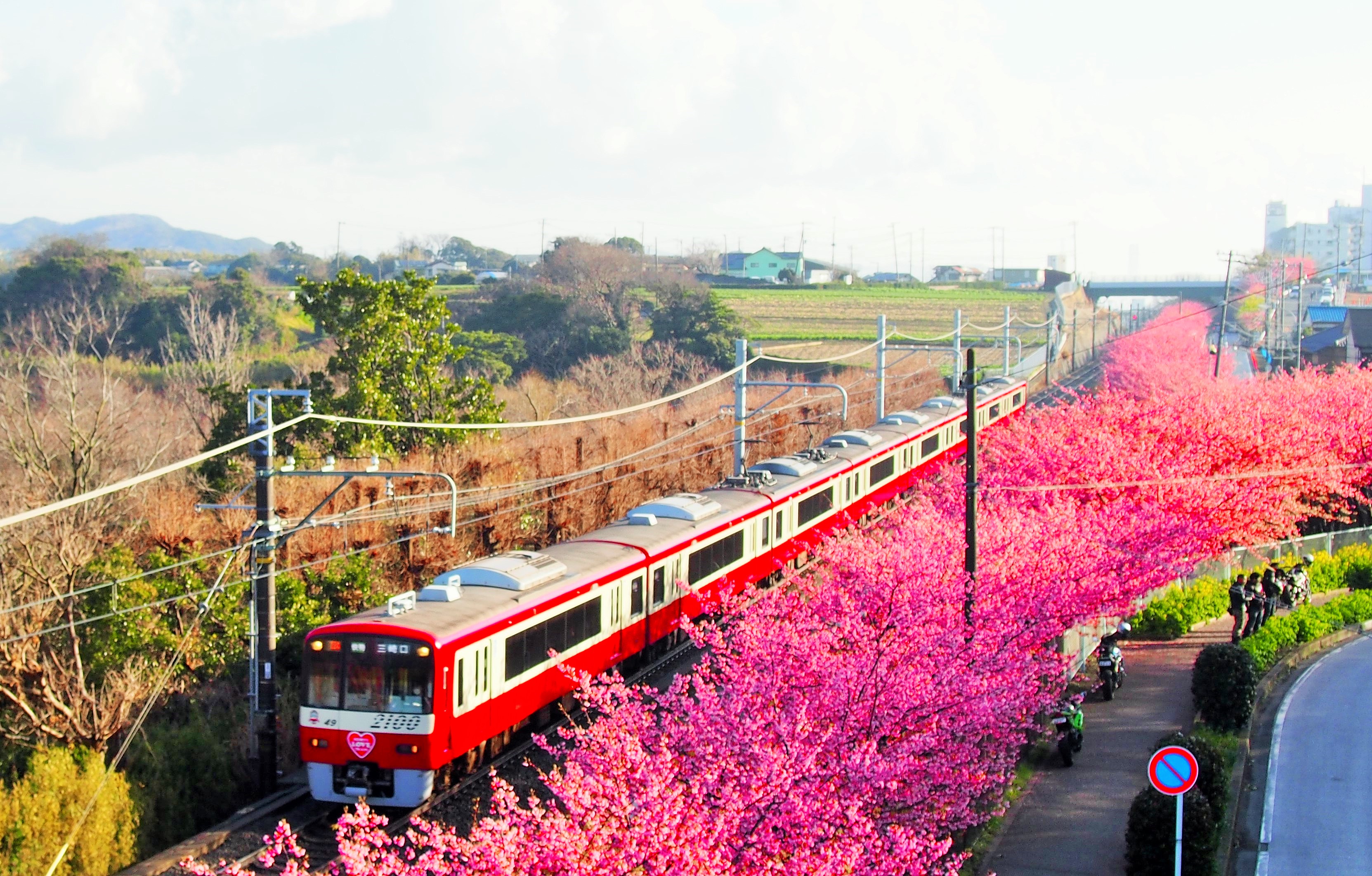 三浦海岸　河津桜　京急　加工