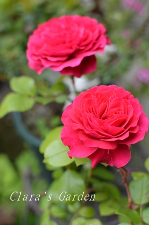 DSC_0003.JPG