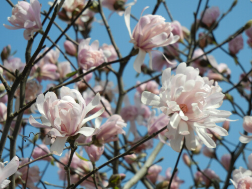 四手辛夷