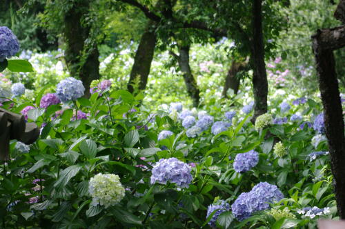 妙楽寺の紫陽花