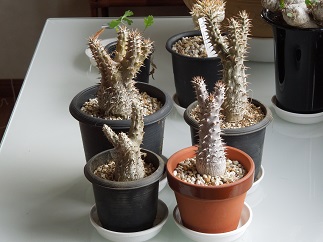 デンシフローラム2-6