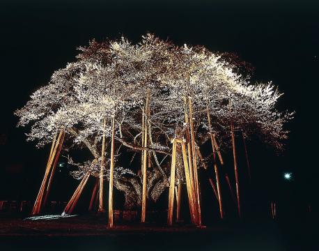 淡墨桜』の季節!! 演歌の花道パート2 - 楽天ブログ