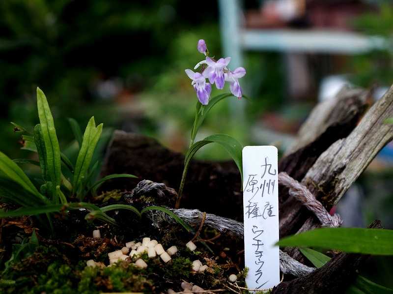 7月5日 今日の一花 その２ ウチョウラン 羽蝶蘭 Gazengamaのブログ 散歩中に出合った花と趣味の陶芸作品 楽天ブログ