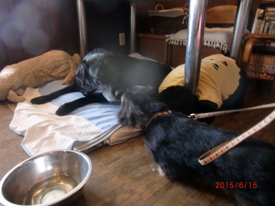 宇佐美海岸、渚のレストラン 006.jpg