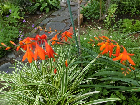 ヒオウギスイセン