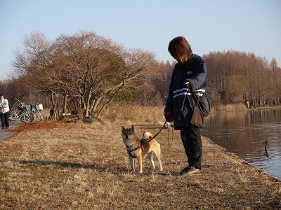 koharu