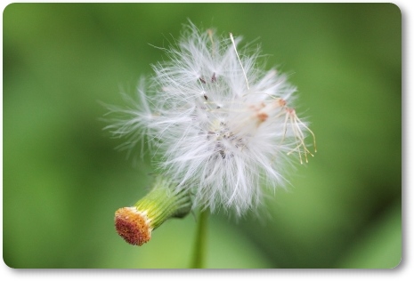 ベニバナボロギク-3 13.9.18