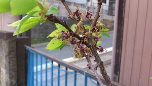 rblog-20130402111803-00.png