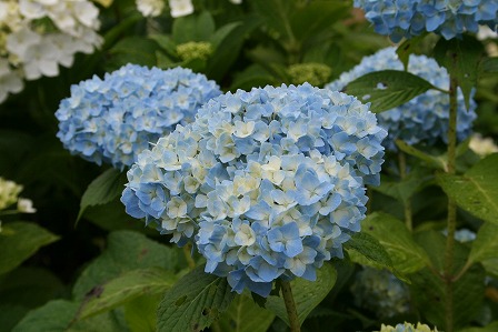 s-IMG_3003.jpg