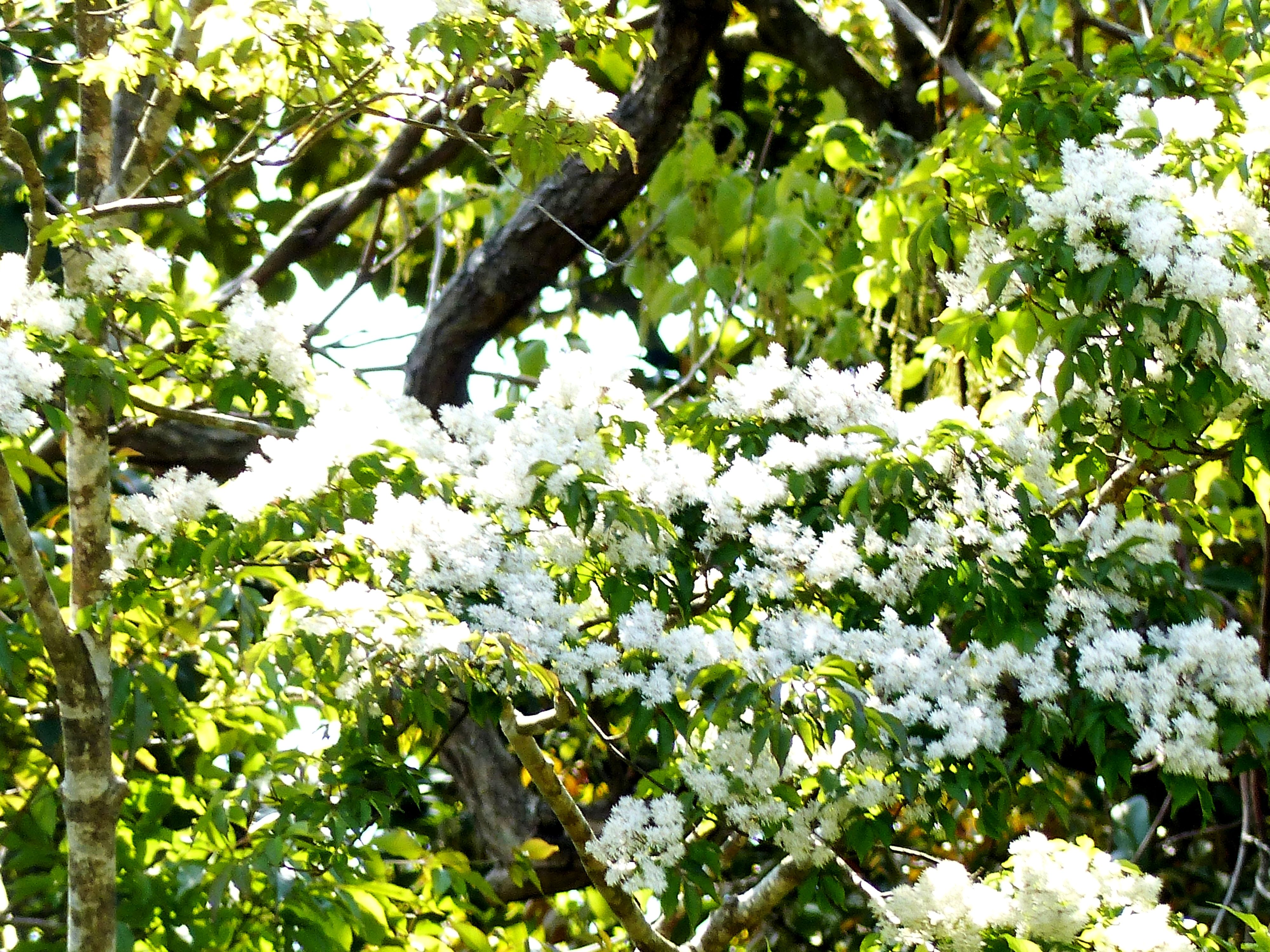 山の上に 咲いている アオダモの花 オープンガーデン 蕗のとう 楽天ブログ