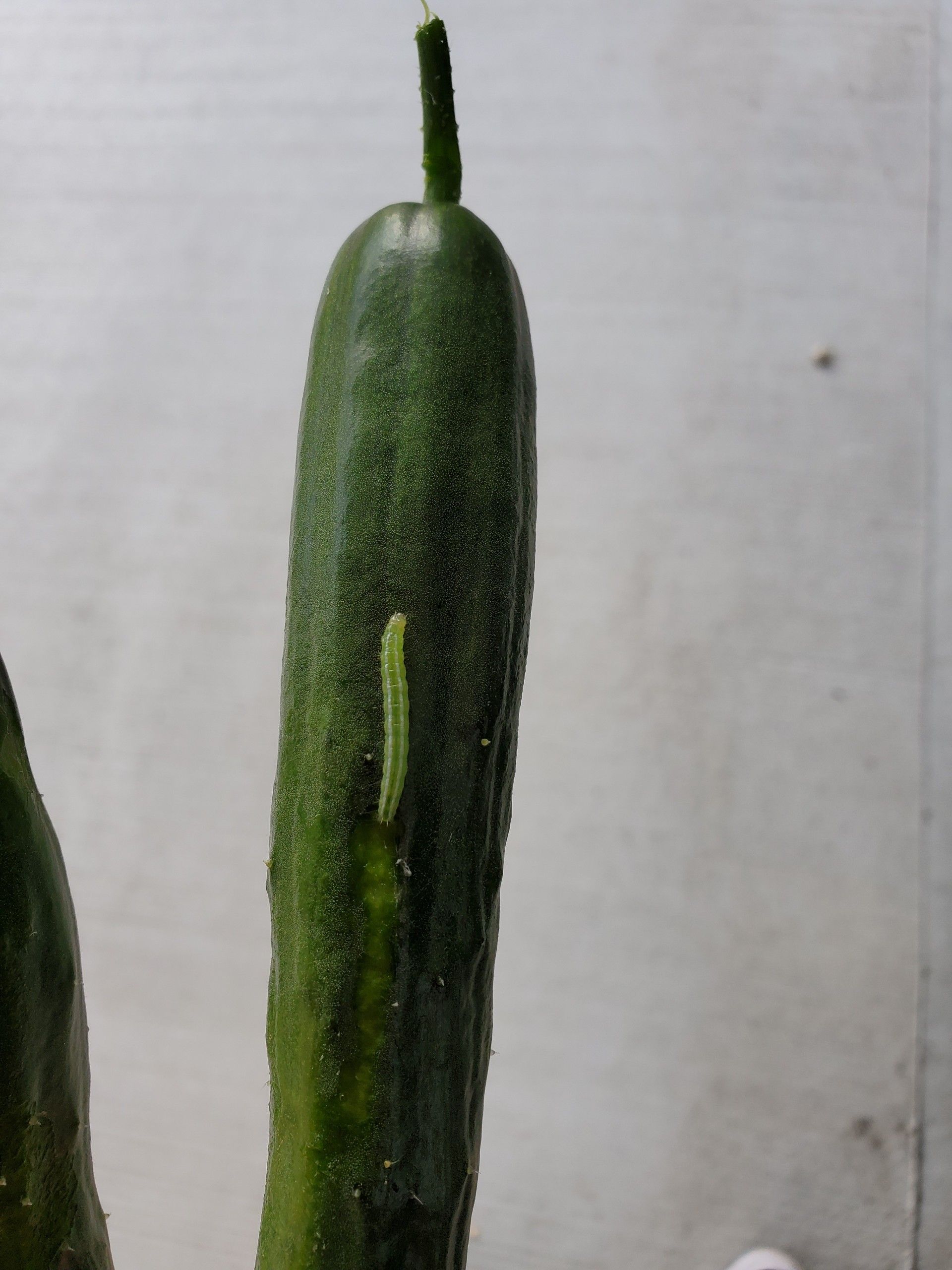 夏野菜の剪定ときゅうりの食害の犯人 ゆるふわgarden お野菜とお花たちと日々の出来事 楽天ブログ