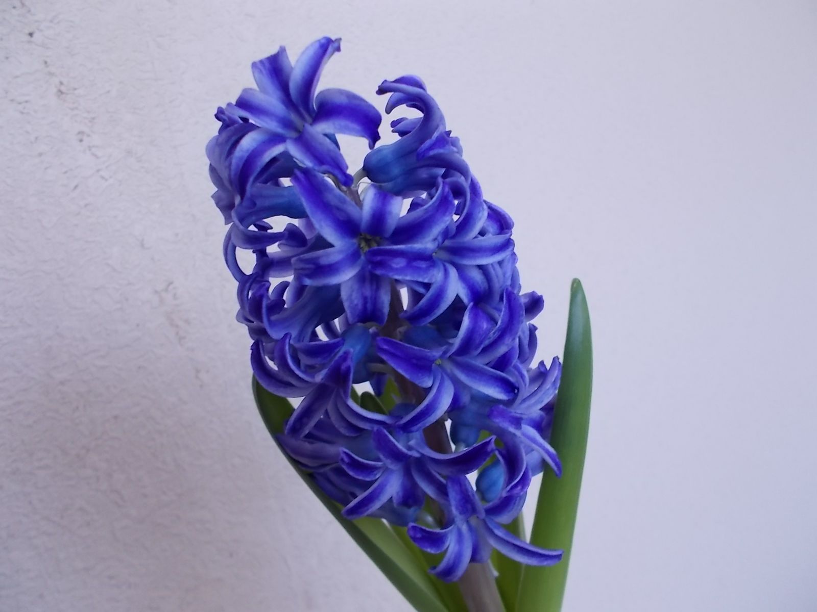 ヒヤシンスが見頃です バラを咲かせることが好き 楽天ブログ