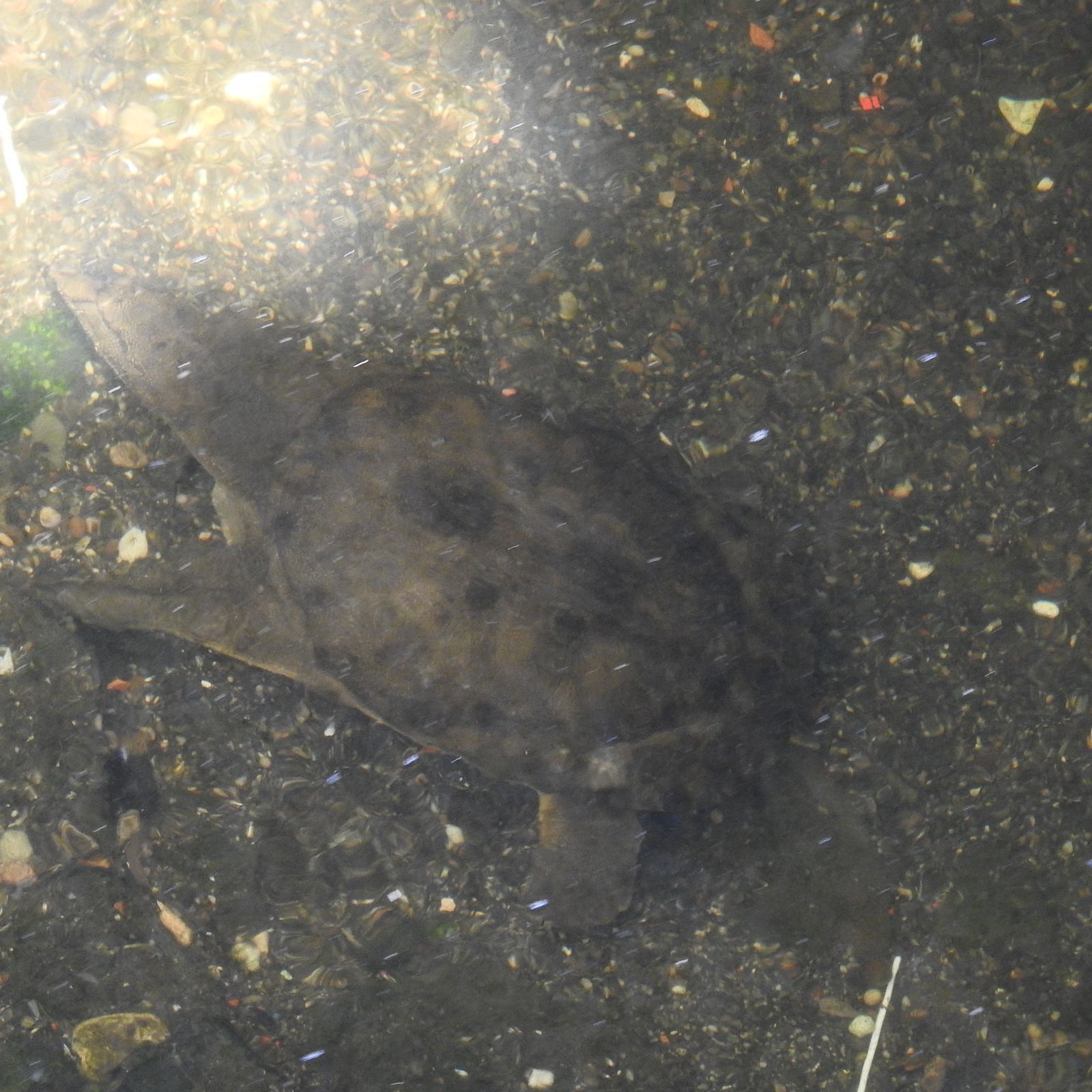 呑川 野性の大田区 東京都大田区自然探訪記 楽天ブログ
