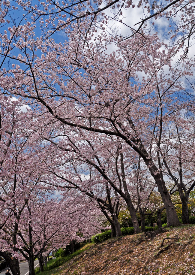 桜２