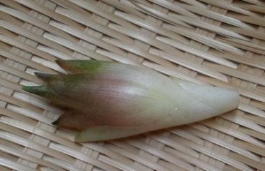 8.3みょうが収獲02.jpg