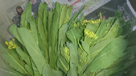 野沢菜新芽.jpg