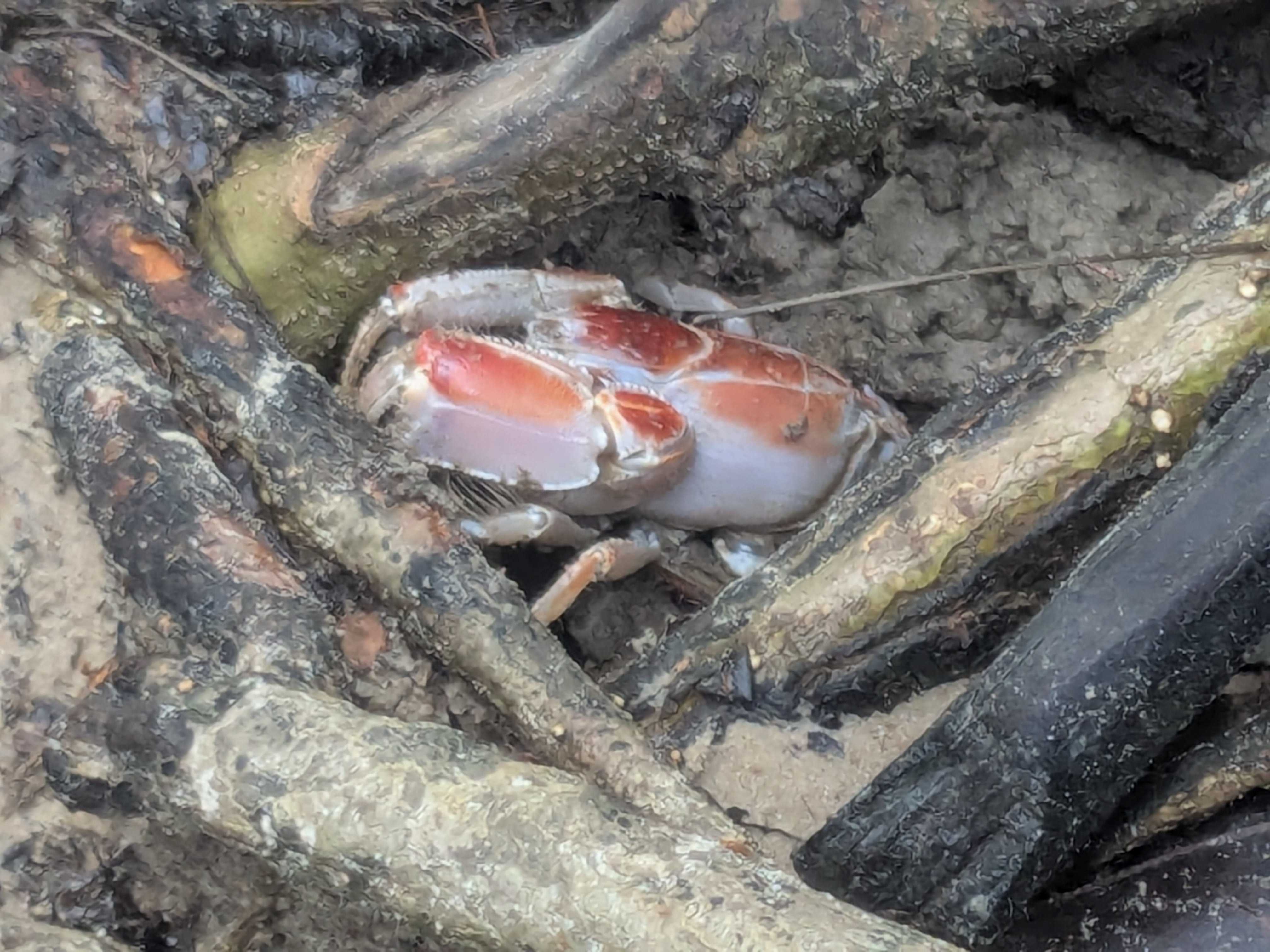 西表島　子連れアクティビティ　アナジャコ発見
