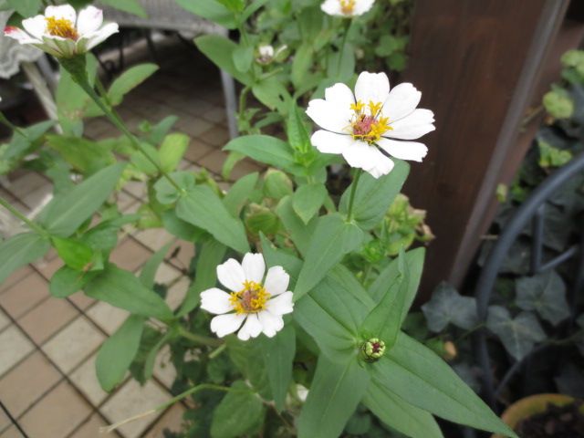 艸 ワクワクが止まらない いったいこれは 蕾 種 わからん ばぁばの薔薇の花園 楽天ブログ