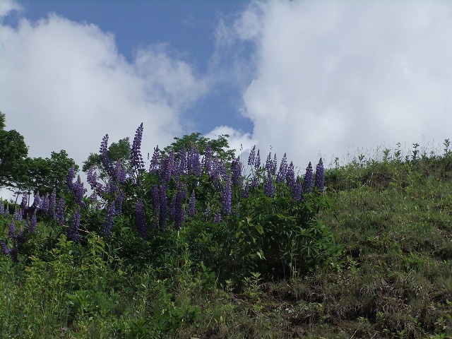 DSCF2295.jpg
