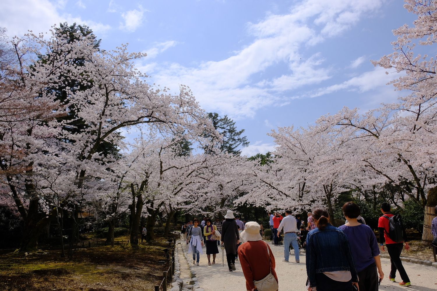 桜追うには一筆書きで３ 兼六園 南風のメッセージ 楽天ブログ