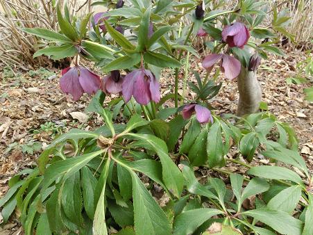 クリスマスローズ