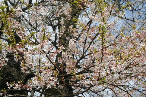 醍醐桜２