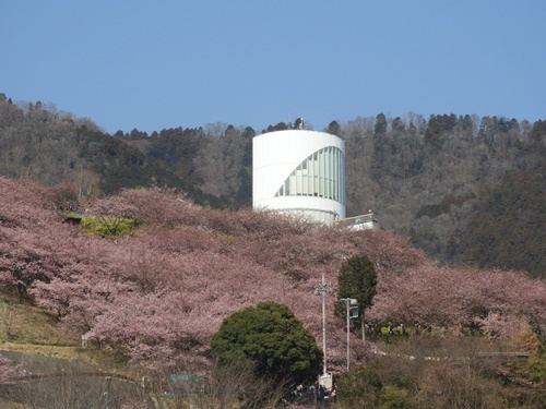 まつだ桜まつり