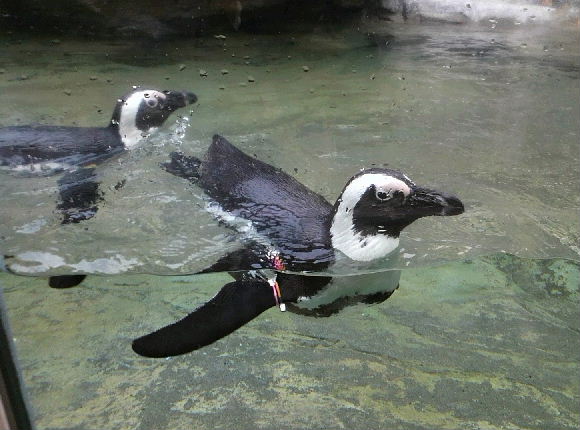 ペンギン１匹.JPG