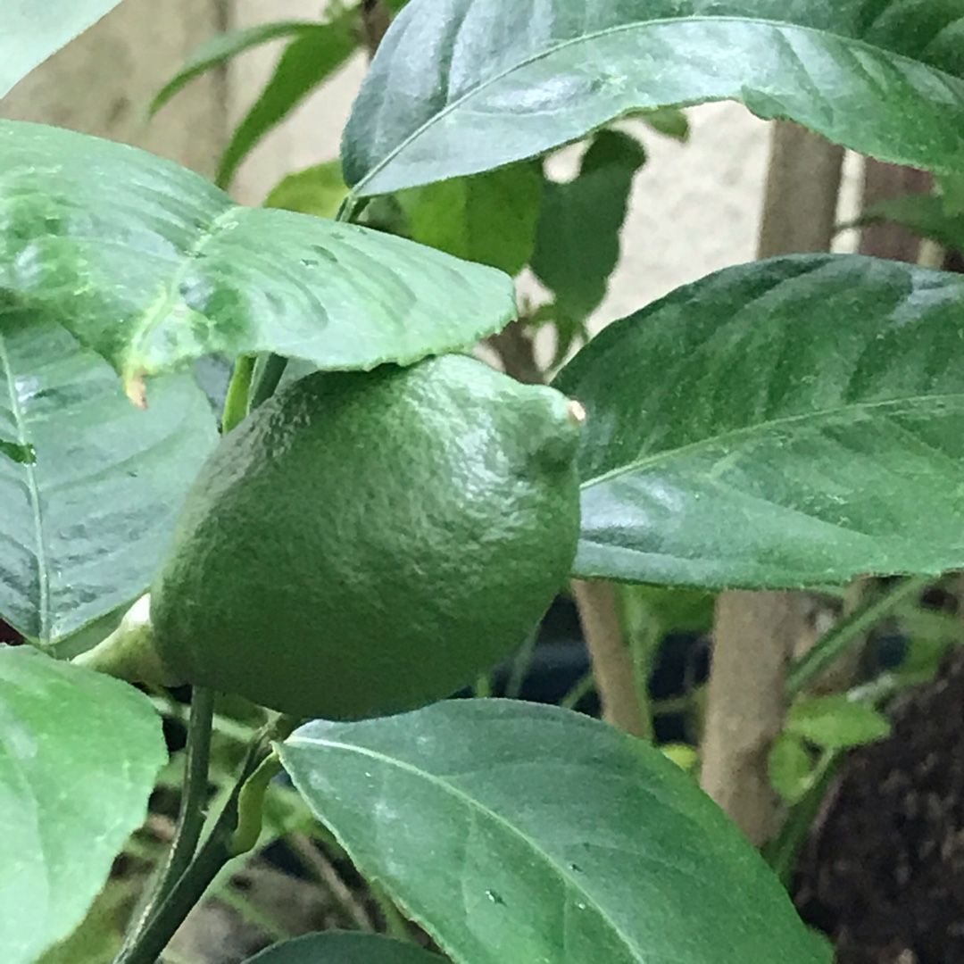 害虫退治 のんびり日向ぼこ 楽天ブログ