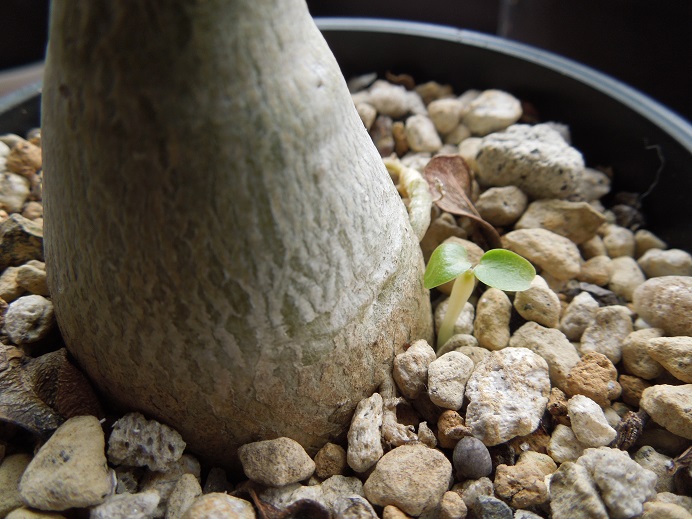 こぼれ種6-17ｰ3