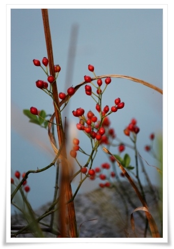 健民海浜公園-3 ノイバラ 13.10.13