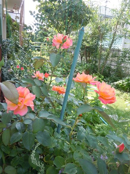 2012年7月18日　アンネの薔薇.jpg