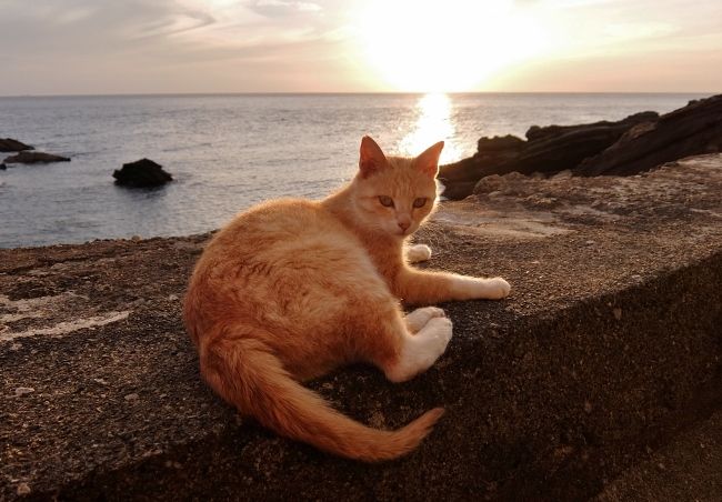 海とお猫様と夕日