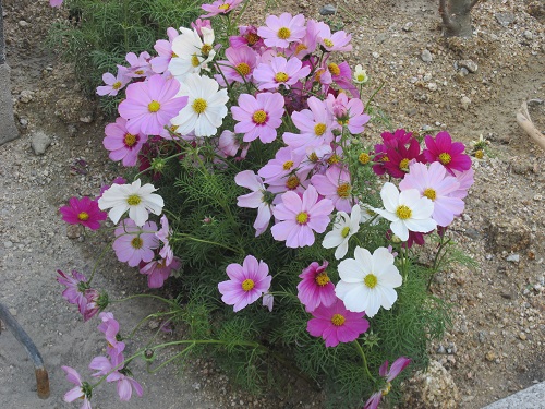 矮星のコスモスの花