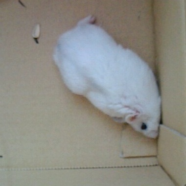 ダンボール３　キルア