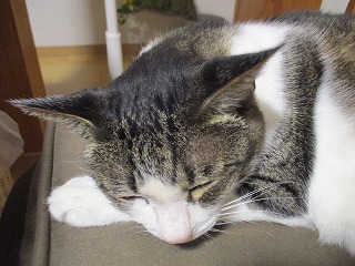 IMG_0044ss.jpg