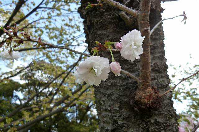 フゲンゾウサクラ 普賢象桜 バラ科サクラ属 掃部山公園にて なんでもあり工房 のブログ 楽天ブログ