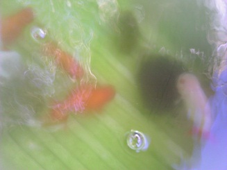 らんちう親魚、注水後3