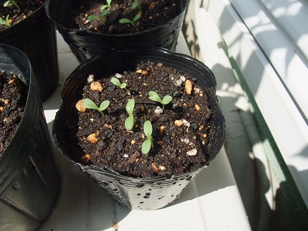 レタス　発芽　20140913