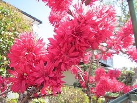 花２７ハナモモ.jpg