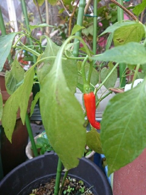 冬なのに唐辛子を収穫しました 食いしん坊案内 楽天ブログ