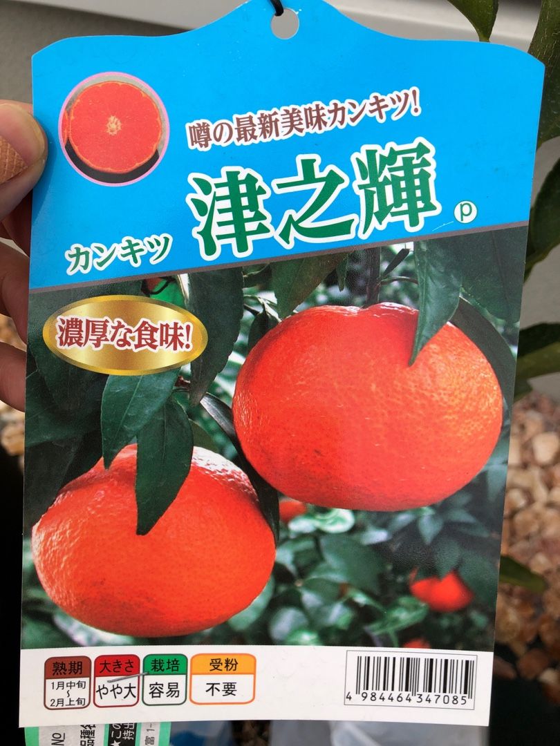 かんきつ 津之輝 | ラビットアイ系 ブルーベリー栽培記録 - 楽天