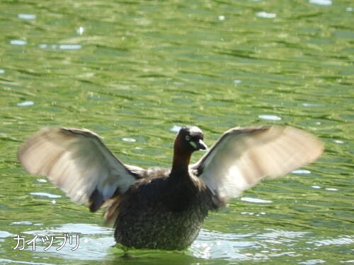 小池公園にて