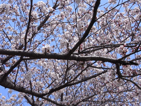 sakura20122.jpg