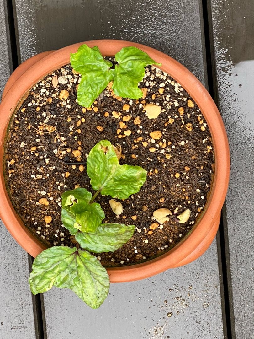 園芸日記 夕顔発芽から10日経過 つるが アカシアガーデンノート ステイホームをグリーンで健やかに 楽天ブログ 園芸日記 夕顔発芽から10日経過 つるが アカシアガーデンノート ステイホームをグリーンで健やかに 楽天ブログ