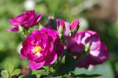 横浜イングリッシュガーデンの薔薇